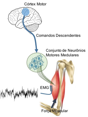 neuromuscular